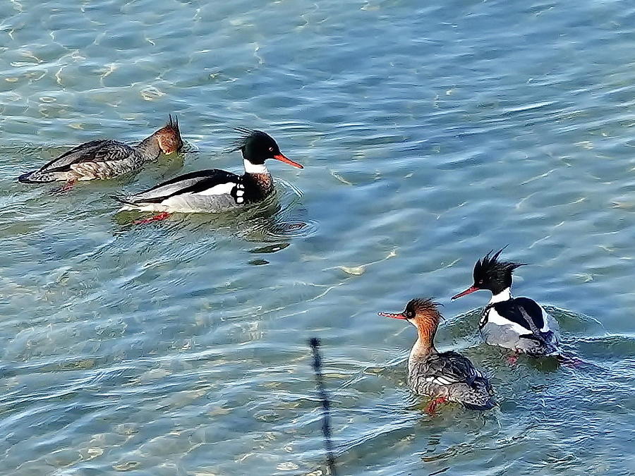 Two Couples of Red-breasted Mergansers  Photograph by Lyuba Filatova