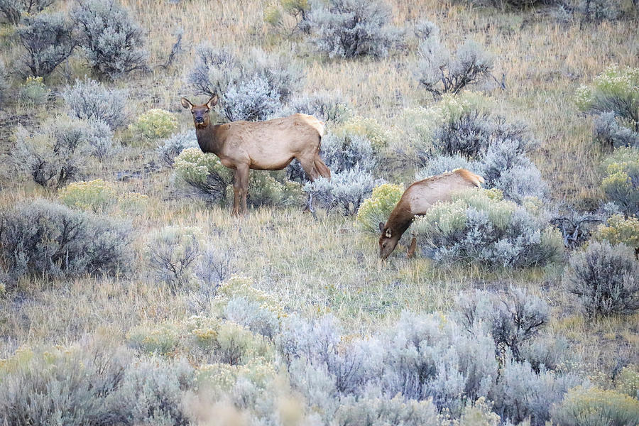 Two Cow Elk Photograph