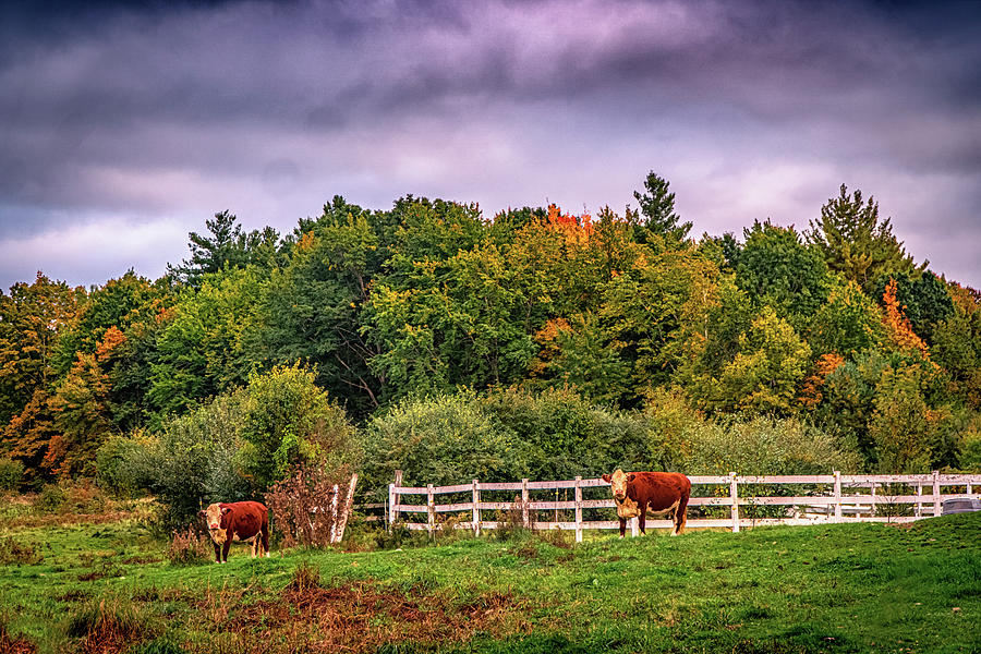Two Cows In Farmland Photograph