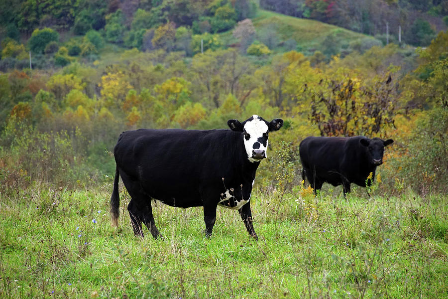 Two Cows in the Fall Photograph by Mike Murdock