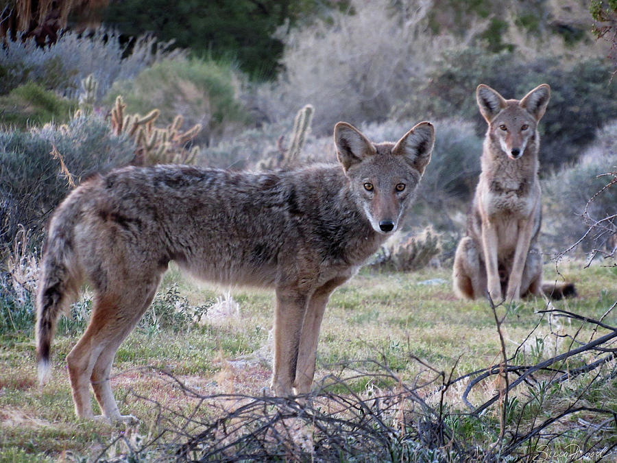 Two coyotes watching. 