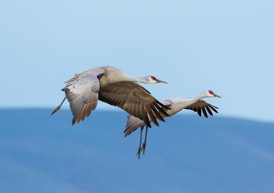 Two Cranes in Flight 2  Photograph by Lynn Hopwood