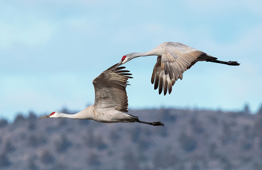 Two Cranes in Flight Photograph by Loree Johnson
