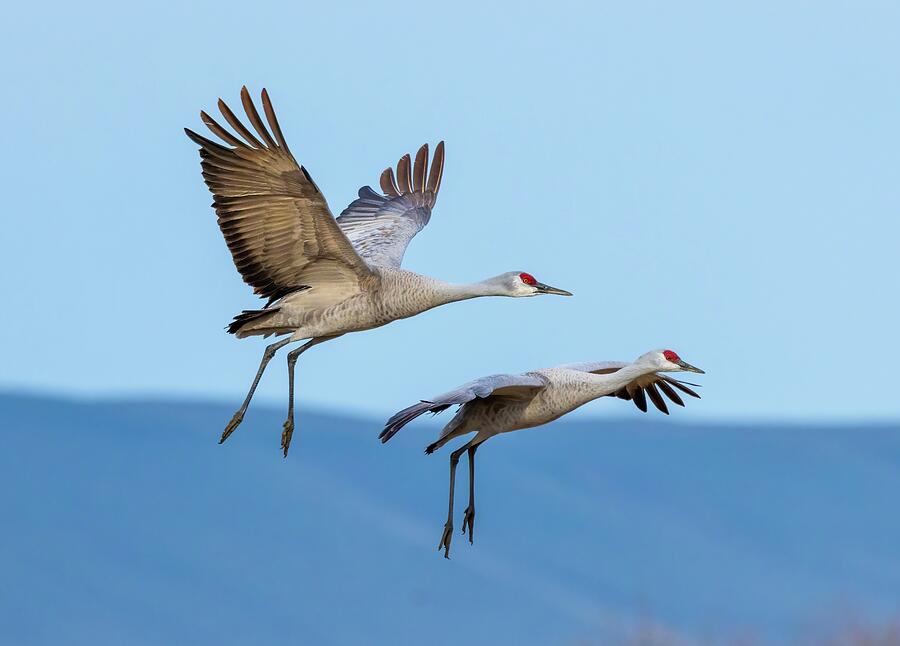 Two Cranes in Flight  Photograph by Lynn Hopwood