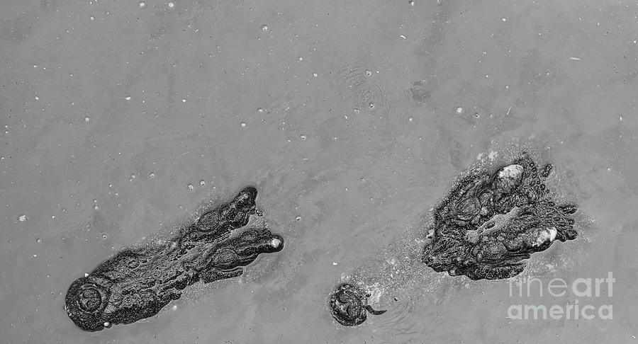 Two Crocodile Heads Up Close Cambodia BW Photograph by Chuck Kuhn