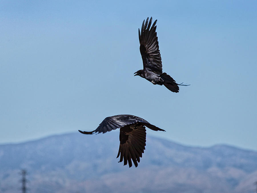 Two Crows In Flight Photograph by Gene Parks