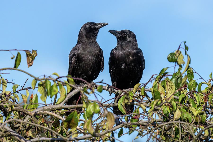 Two Crows in Love Photograph by Bj Clayden - Fine Art America