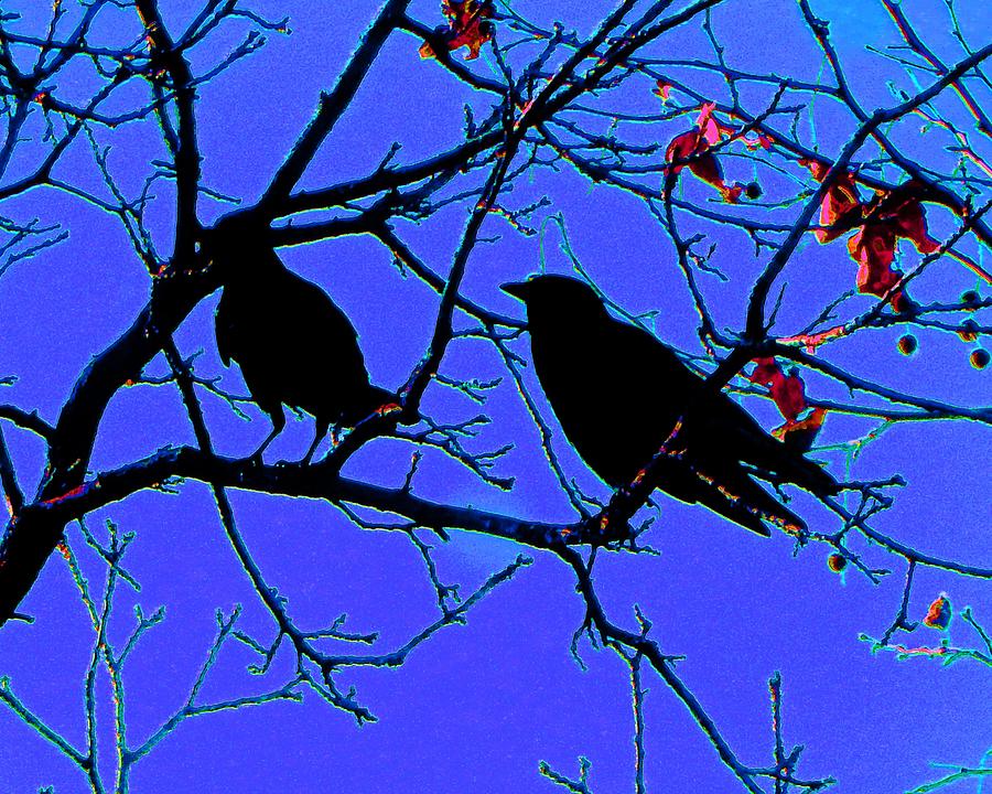 Two Crows On A Branch Photograph by Andrew Lawrence