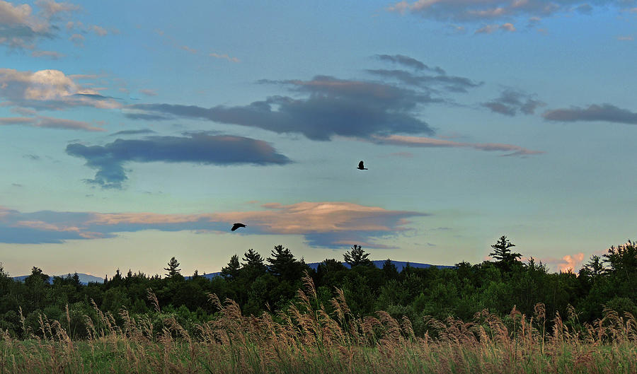Two Crows Take the Sky Photograph by Nancy Griswold