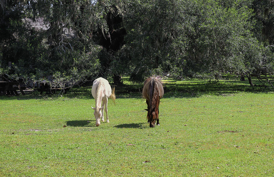 Two Cumberland Island Horse Graze Photograph by Ed Williams