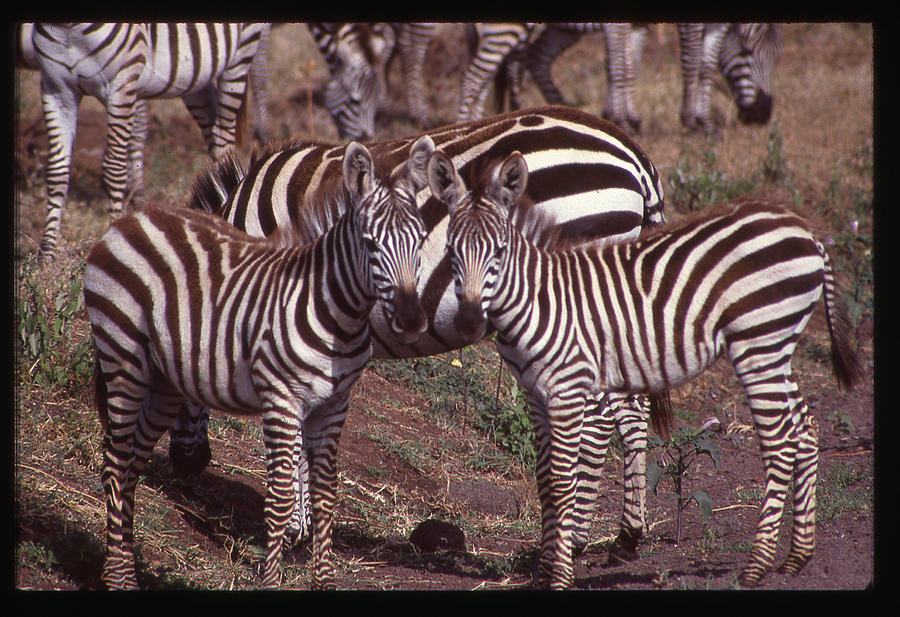 Two Curious Young Zebras Photograph by Russ Considine