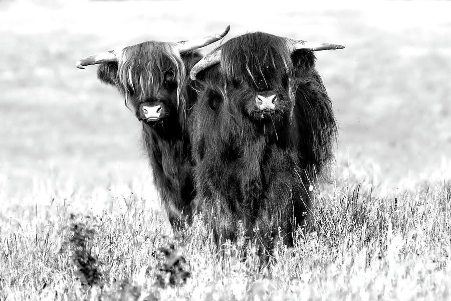 Two cute highland cows in black and white Photograph by Simon Bratt