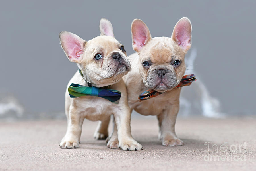 Two cute lilac fawn colored French Bulldog dog puppies wearing bow ties ...