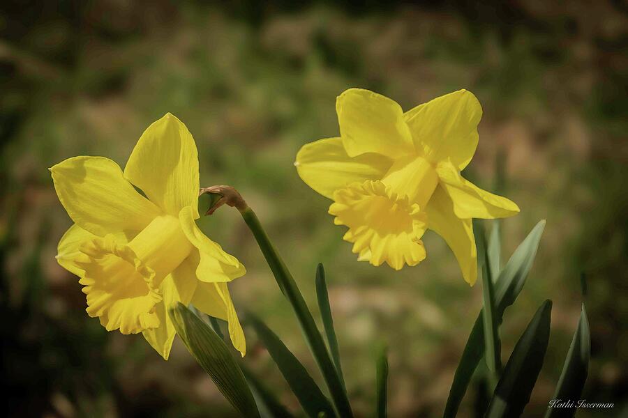 Two Daffodils Photograph by Kathi Isserman Two Daffodils Photograph by Kathi Isserman