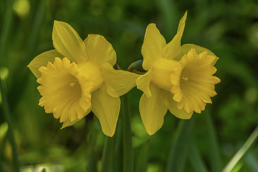 Flower Photograph - Two Daffodils by Marv Vandehey