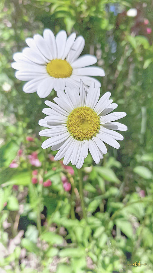 Two Daisies Photograph by Elaine Berger