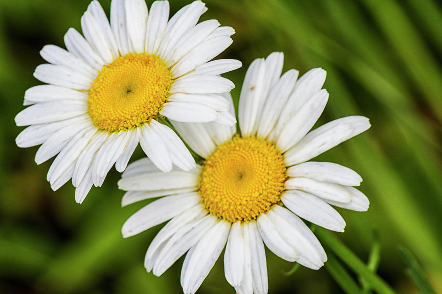 Two Daisies in a North Carolina Forest Photograph by Bob Decker