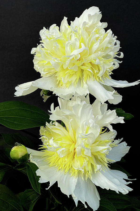 Two Dancing Peonies Photograph by Julie Palencia
