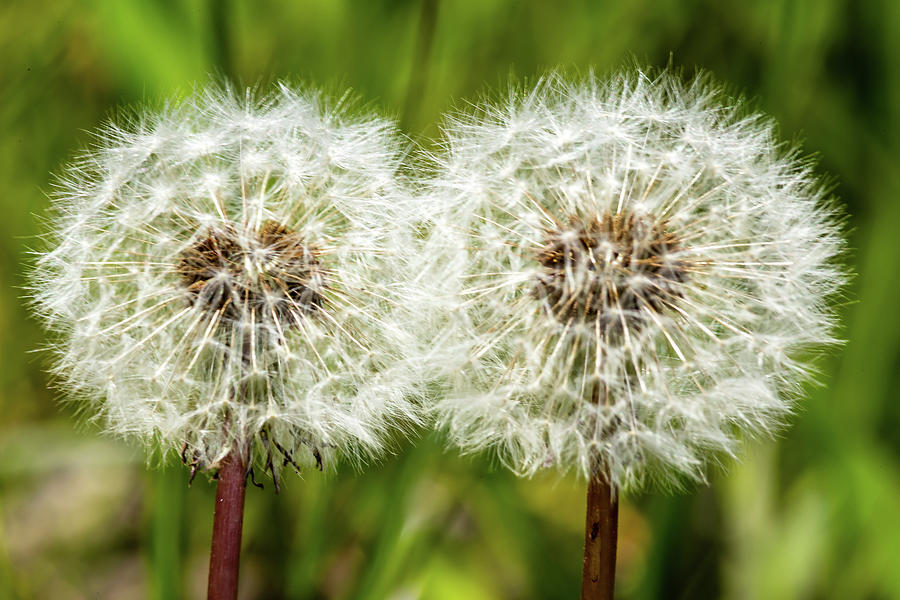 Two dandelions Photograph by SAURAVphoto Online Store
