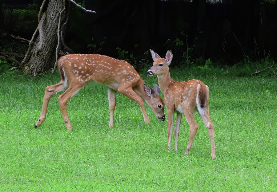 Two Dear Fawns Photograph by Brenda Burns - Fine Art America