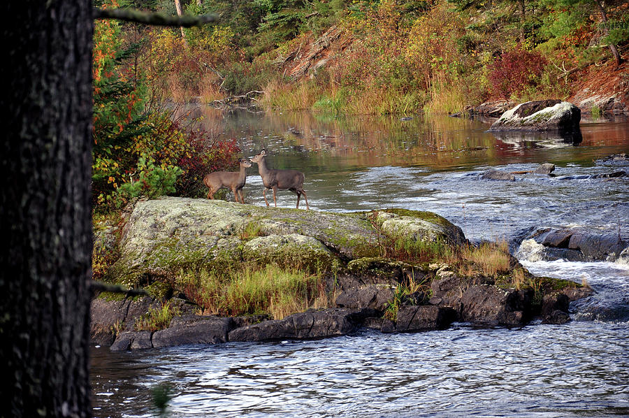Two white tail deer at the Vermillion River Photograph by Rick Hansen