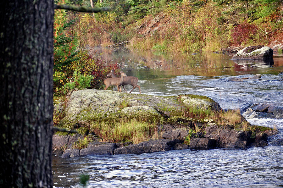 Two Deer by Vermillion River Photograph by Rick Hansen