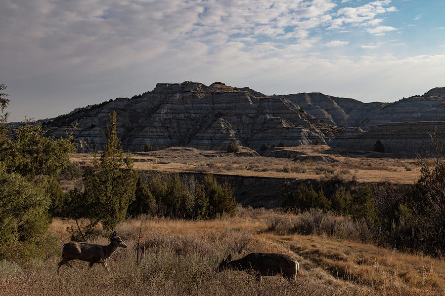Two deer in Theodore Roosevelt National Park Photograph by Eldon McGraw