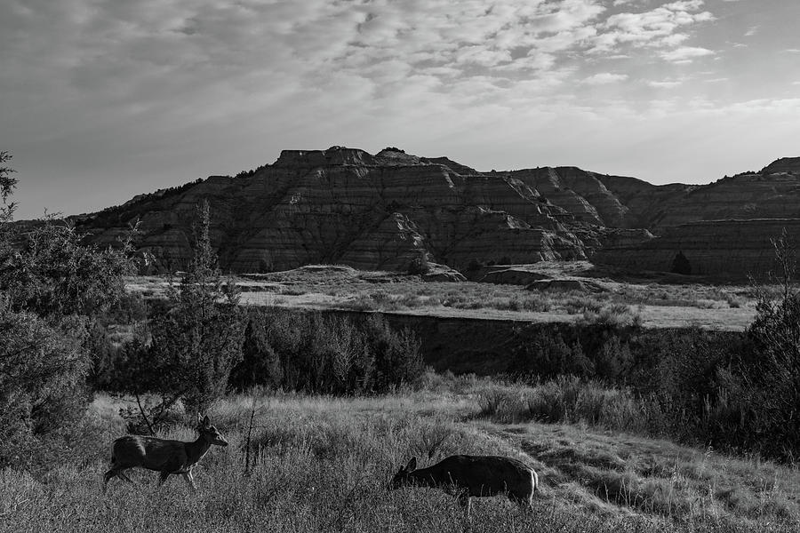 Two deer in Theodore Roosevelt National Park in black and white Photograph by Eldon McGraw