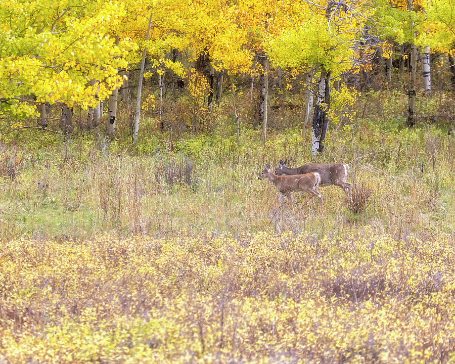 Two Deer Seen at Tom Minor Road Photograph by Belinda Greb