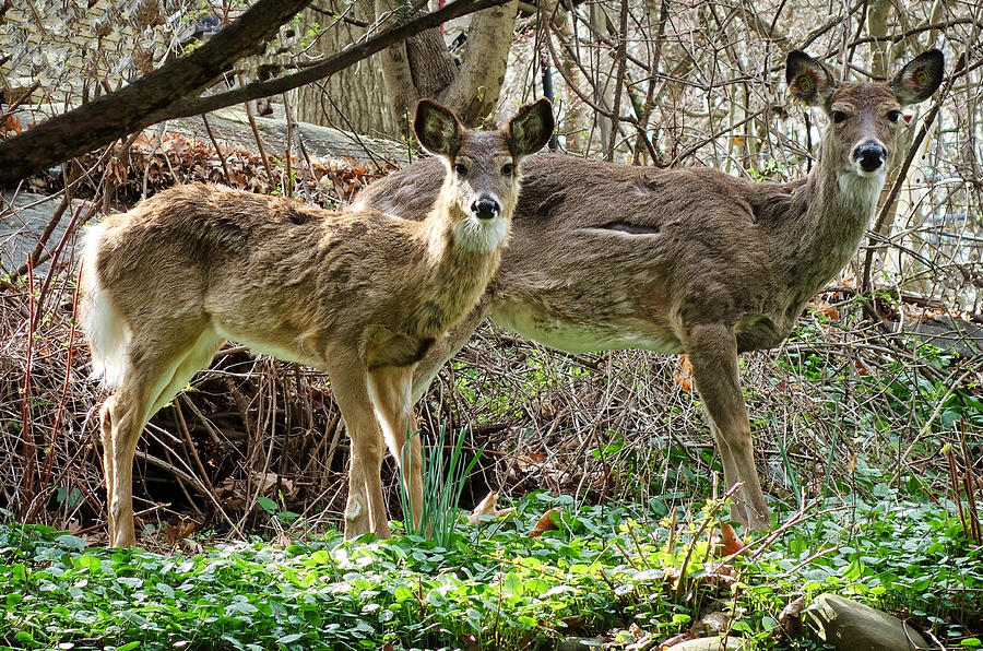 Two Deer Staring at Camera Photograph by Russel Considine