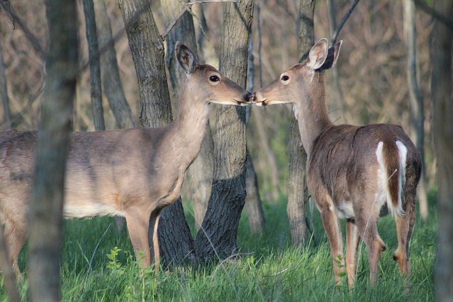 White-tailed Deer Photograph - Two Deer Too Dear by Callen Harty White-tailed Deer Photograph - Two Deer Too Dear by Callen Harty