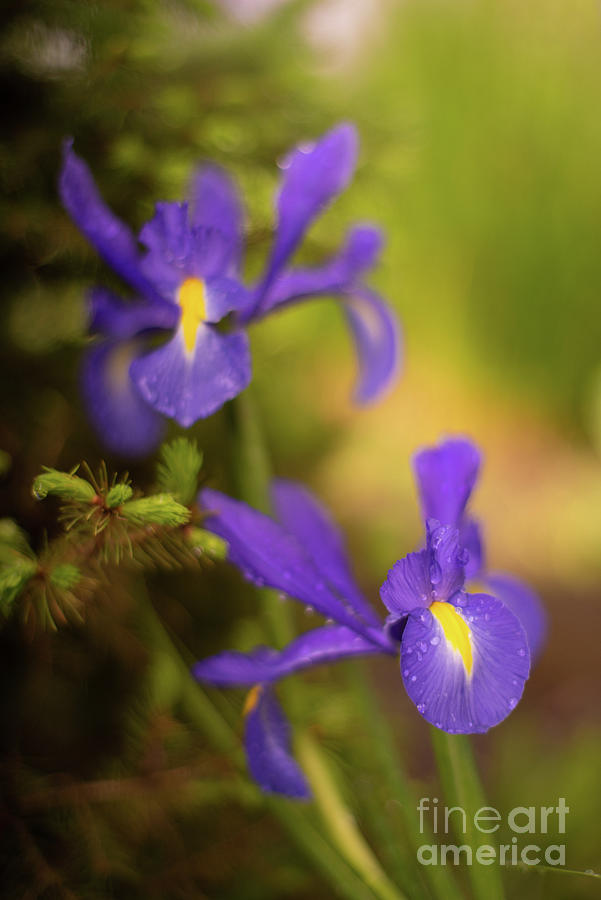 Iris Photograph - Two Delicate Irises in the Garden by Mike Reid
