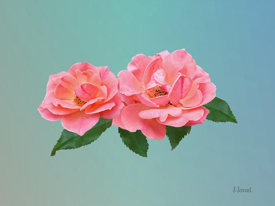 Rose Photograph - Two Delicate Pink Roses by Susan Savad