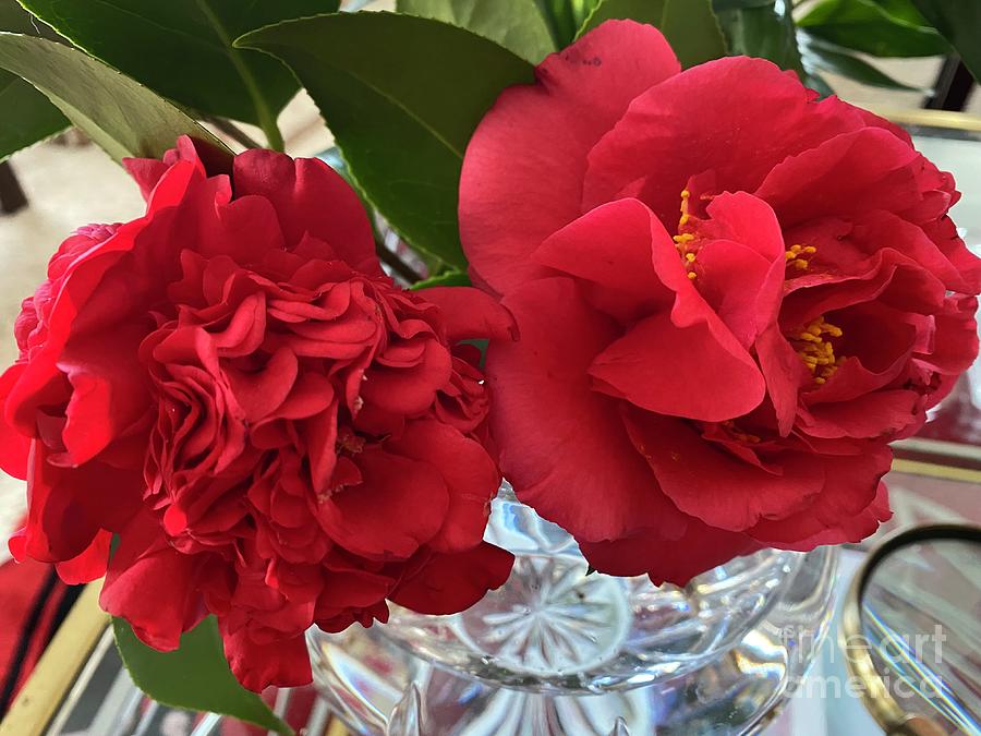  Catherines Red Camellia Japonicas in Clayton North Carolina  Photograph by Catherine Ludwig Donleycott