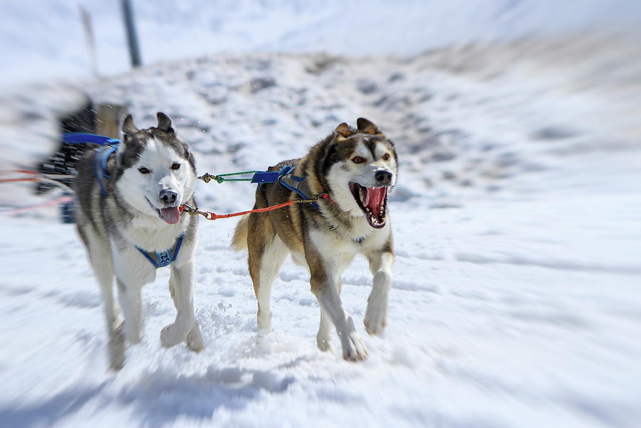 Two Dogs At Race In Winter, Moss Pass, Switzerland Photograph