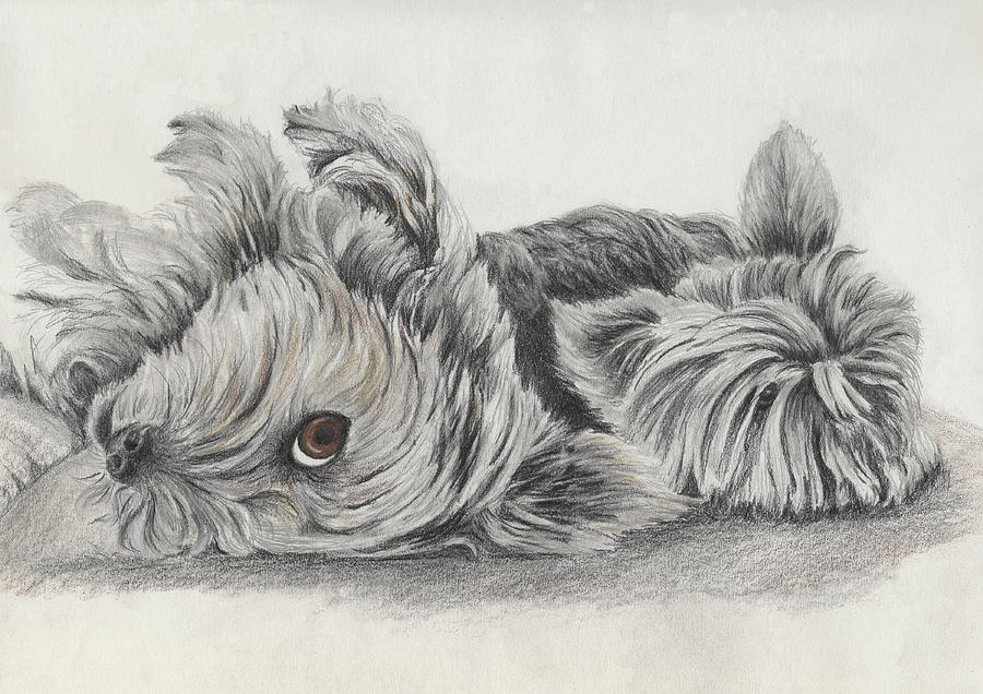 Two Dogs Chillin Drawing by Melodie Kantner