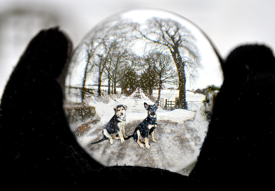 Two Dogs in a Snow Globe Digital Art by Shelli Fitzpatrick