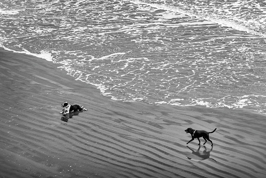 Two Dogs Photograph by Jon Exley