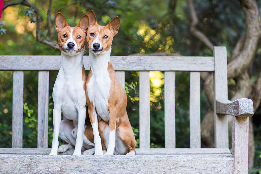Two Dogs on Bench Photograph by Purple Collar Pet Photography