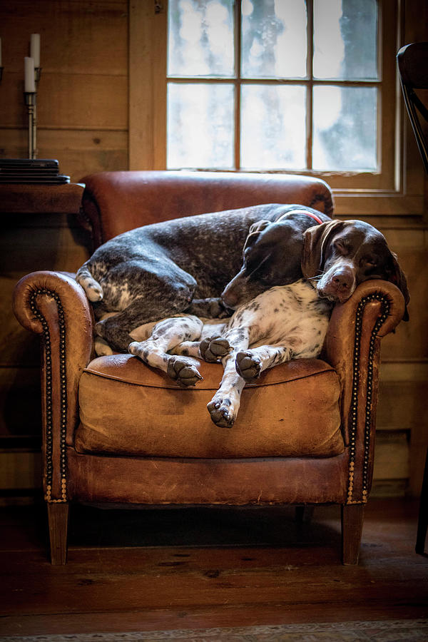 Two Dogs relax on a brown leather chair by Kimberly Petts