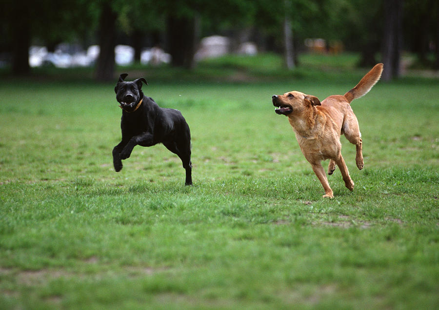 Two dogs running on grassy lawn. Photograph by Jean Louis Aubert