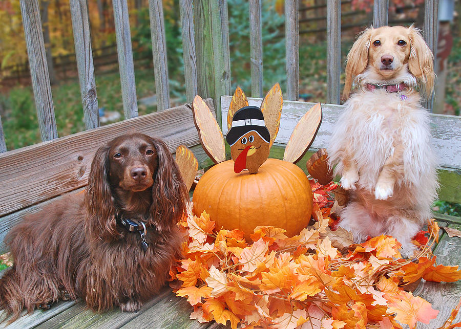 Two dogs with turkey pumpkin Photograph by Elizabeth W. Kearley
