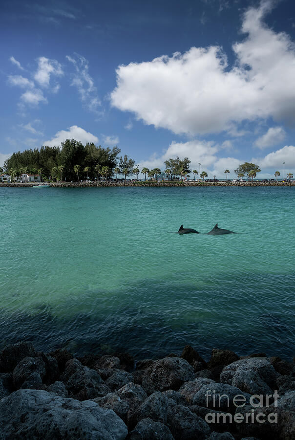 Two Dolphins at the North Jetty, Venice, Florida Photograph by Liesl Walsh