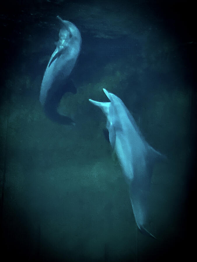 Two Dolphins Photograph by David Patterson Two Dolphins Photograph by David Patterson