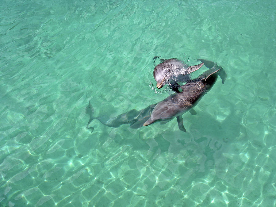 Two Dolphins In Crystal Clear Water Of The Bahamas Photograph By Thomas 