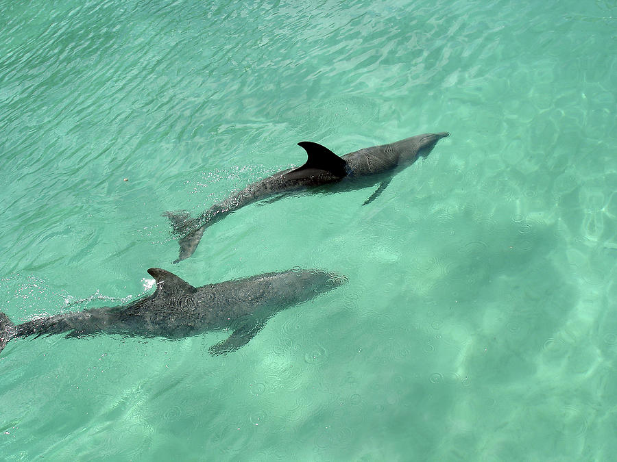 Two dolphins swimming next to each other in crystal clear waters of the ...