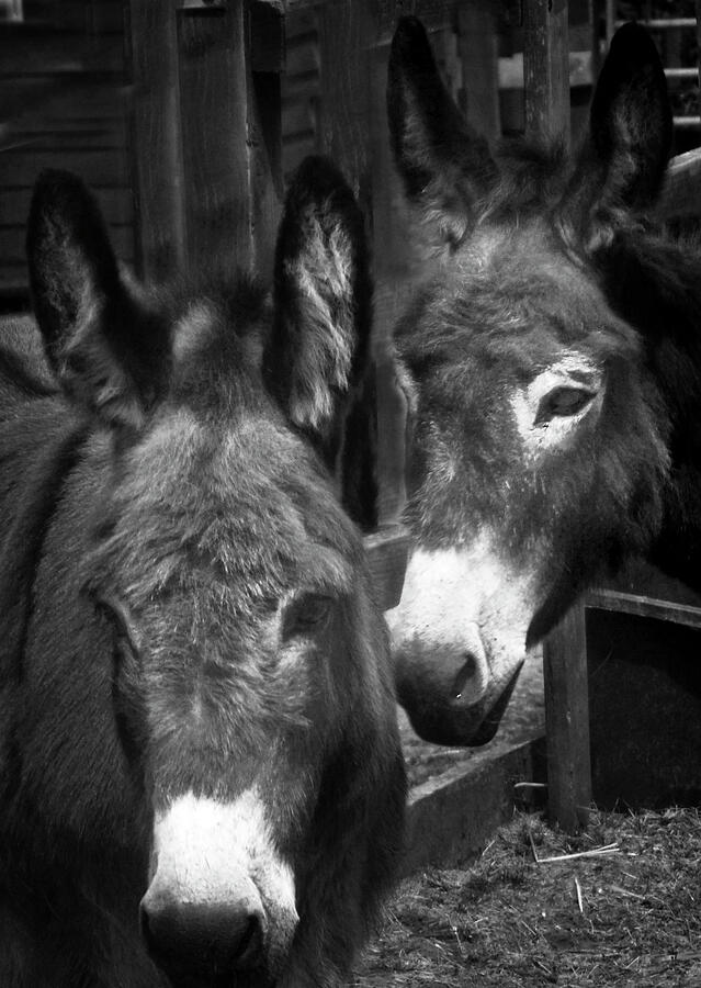 Two Donkeys Photograph by Beatrice Myers - Fine Art America