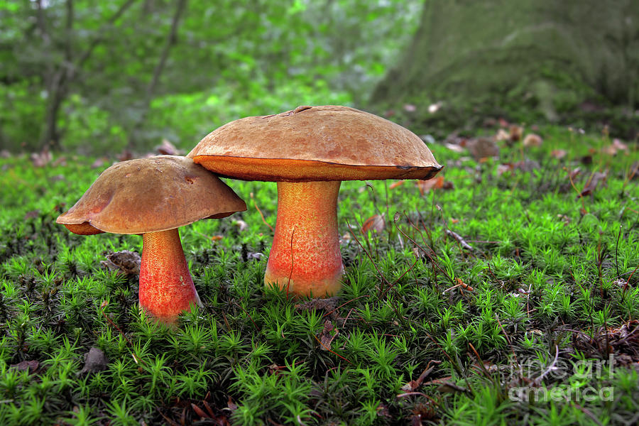 Two Dotted Stem Boletes Photograph by Arterra Picture Library