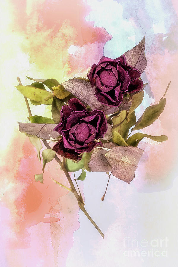 Two Dried Roses 1 Digital Art by Anthony Ellis