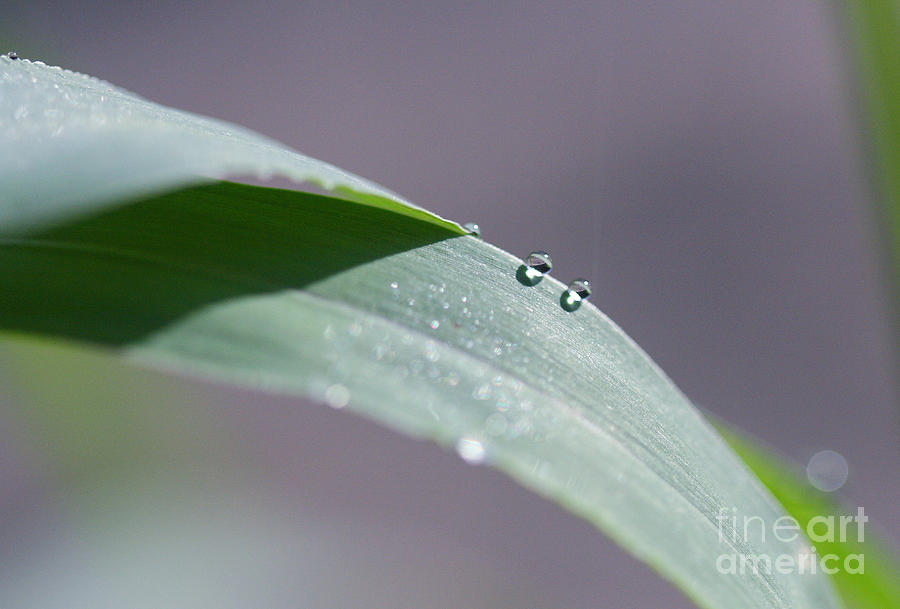 Two Droplets Sit On Blade Of Grass Photograph